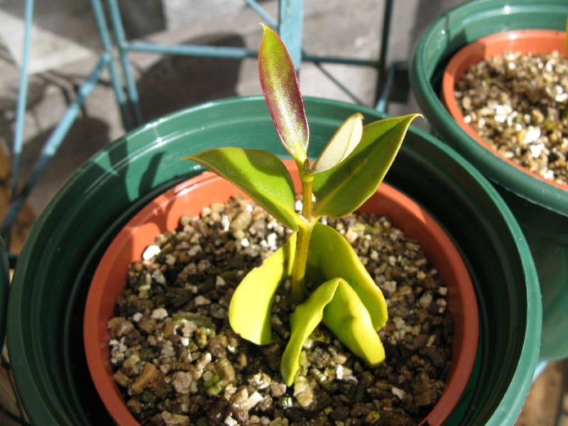 Avicennia marina var. marina pot plant